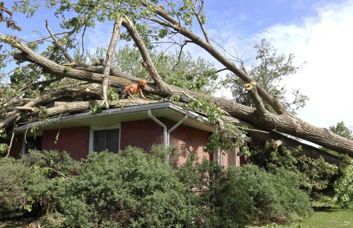 Emergency Tree Removal service in Delano, CA